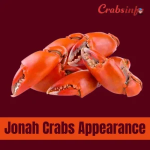 Jonah crab appearance