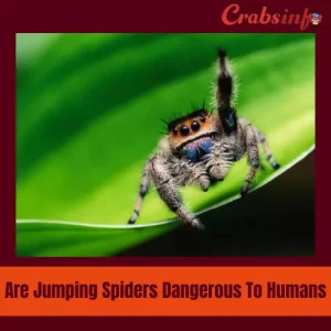 Are Jumping Spiders Dangerous To Humans