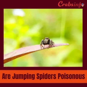 Are Jumping Spiders Poisonous