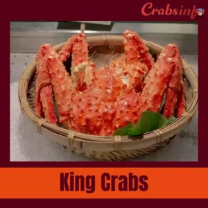 King crabs
