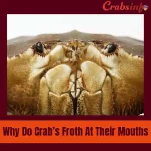 Why do crabs froth at their mouth?