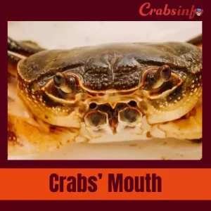Crab's Mouth