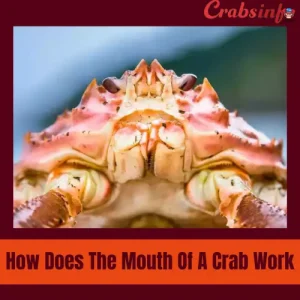 How does the mouth of a crab work?