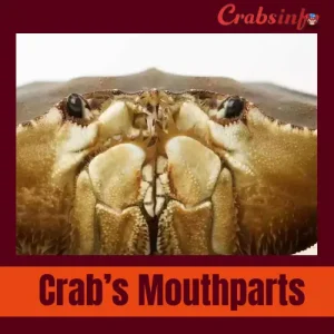 Mouthparts| Crabs anatomy