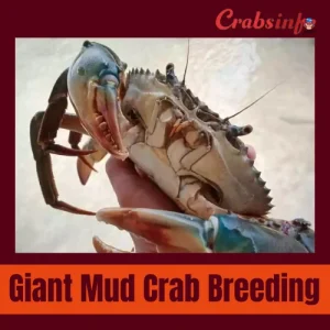 Giant mud crab breeding