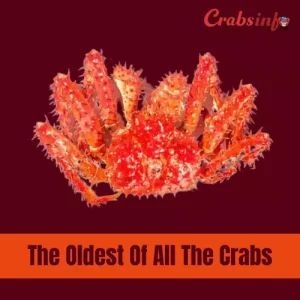 The oldest of all the crabs