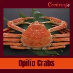 Opilio crabs
