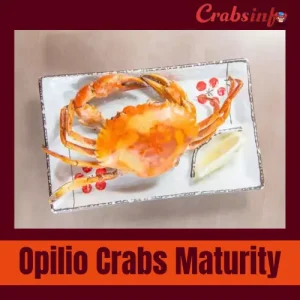 Opilio crab maturity