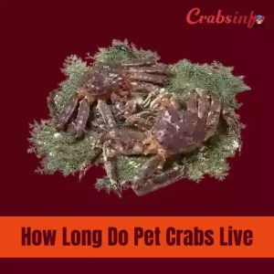 How long do pet crabs live?