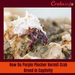 How do hermit crabs breed in captivity