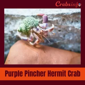 Purple pincher hermit crab