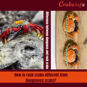 How is rock crabs different from dungenese crabs
