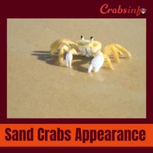 Sand crabs appearance