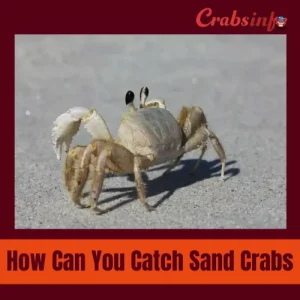 How can you catch sand crabs