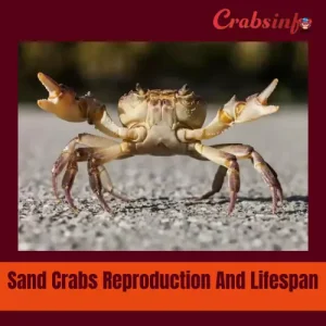 Sand crabs reproduction and lifespan