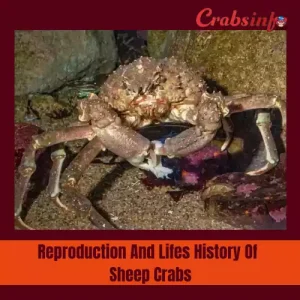 Reproduction and Life history