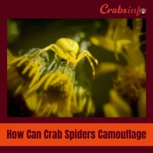 How can crab spiders camouflage