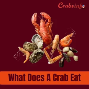 What does a crab eat