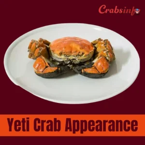 Yeti crab appearance