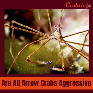 Are all arrow crabs aggressive?